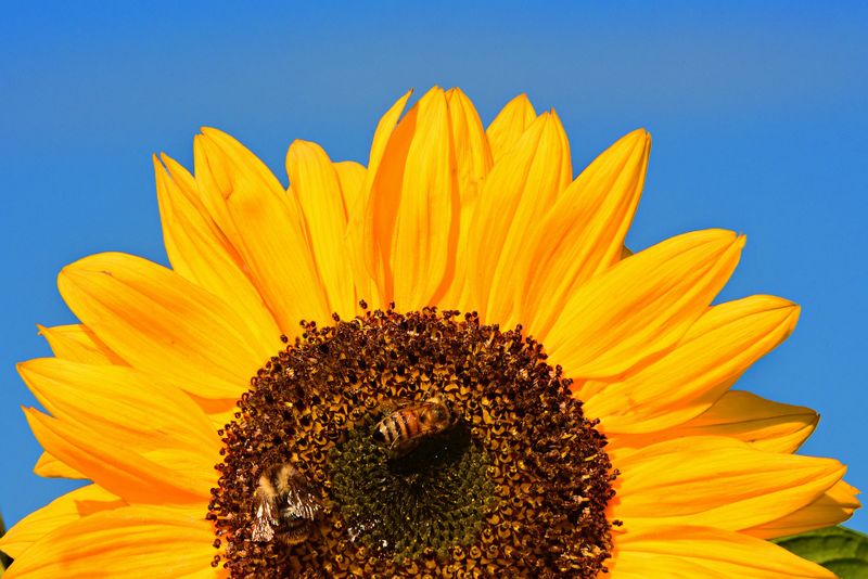 File:Sunflower-3706886 1920.jpg